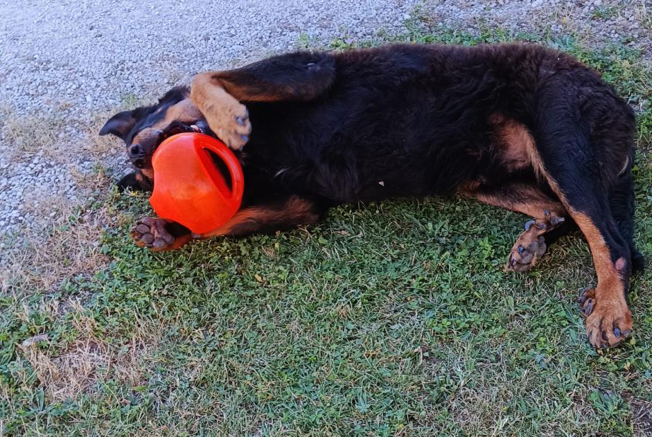Avviso scomparsa Cane  Maschio , 13 anni Saint-Laurent-d'Arce Francia