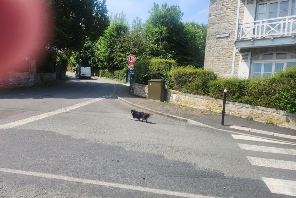 Avviso Ritrovamento Cane  Non conosciuta Saint-Cast-le-Guildo Francia