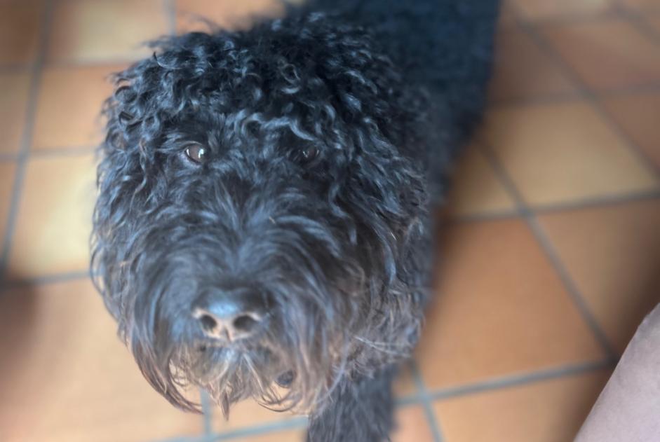 Avviso scomparsa Cane  Femmina , 2 anni Carouge Svizzera