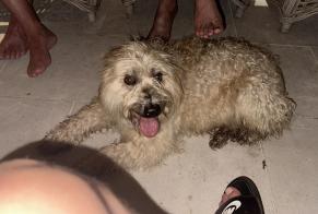 Avviso Ritrovamento Cane incrocio di razze  Femmina , 5 anni Eymet Francia