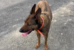 Avviso Ritrovamento Cane Femmina Montech Francia