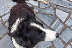 Avviso Ritrovamento Cane Non conosciuta Dournazac Francia