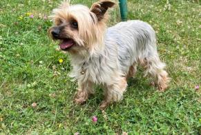 Avviso Ritrovamento Cane  Maschio , 4 anni Mennecy Francia