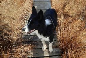 Avviso scomparsa Cane  Maschio , 7 anni Gorges du Tarn Causses Francia