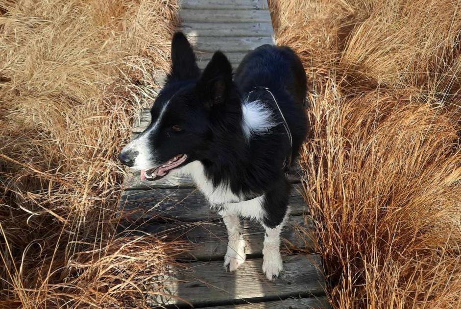 Avviso scomparsa Cane  Maschio , 7 anni Gorges du Tarn Causses Francia