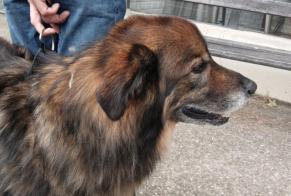 Avviso Ritrovamento Cane incrocio di razze  Maschio Puivert Francia