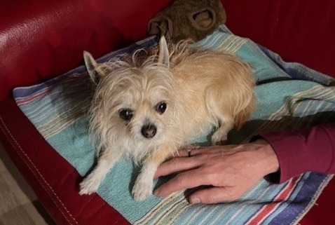 Ontdekkingsalarm Hond  Vrouwtje Saint-Germain-lès-Arpajon Frankrijk
