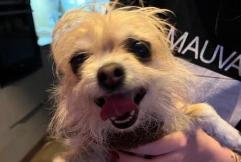 Ontdekkingsalarm Hond  Vrouwtje Saint-Germain-lès-Arpajon Frankrijk