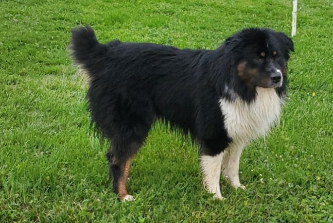 Ontdekkingsalarm Hond Mannetje Val-Revermont Frankrijk