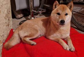 Ontdekkingsalarm Hond Onbekend Lussant Frankrijk