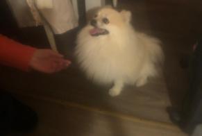 Ontdekkingsalarm Hond  Mannetje Guilvinec Frankrijk