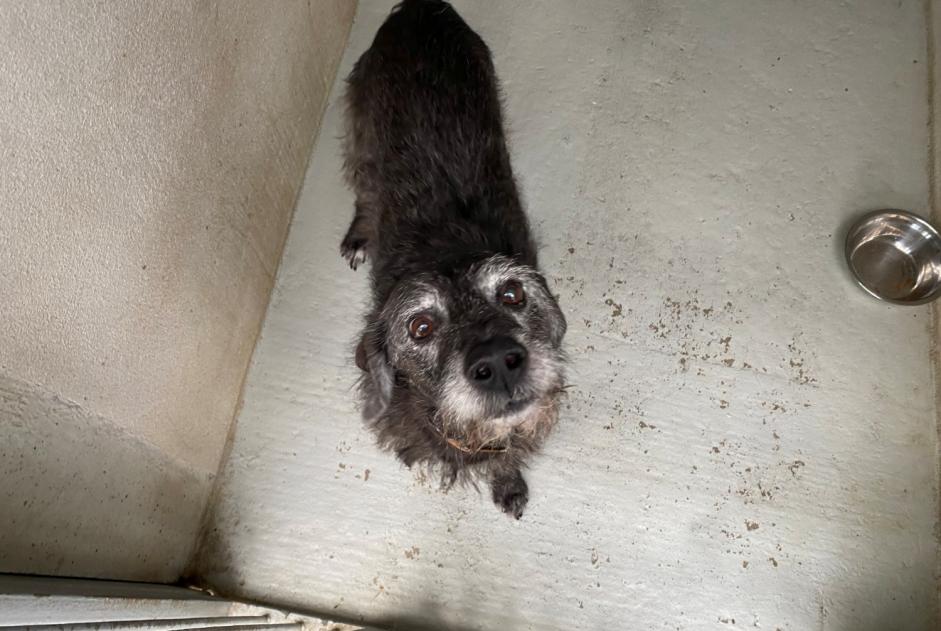 Ontdekkingsalarm Hond rassenvermenging  Mannetje , 12 jaar Le Mesnil-le-Roi Frankrijk