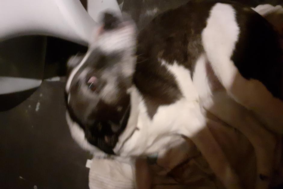 Ontdekkingsalarm Hond rassenvermenging  Vrouwtje Saint-André-de-Roquelongue Frankrijk