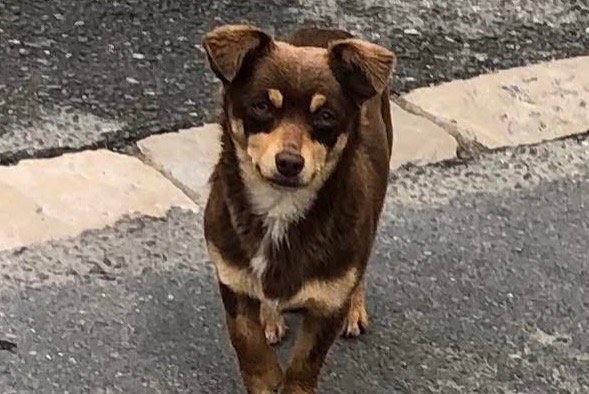 Ontdekkingsalarm Hond Vrouwtje Floirac Frankrijk