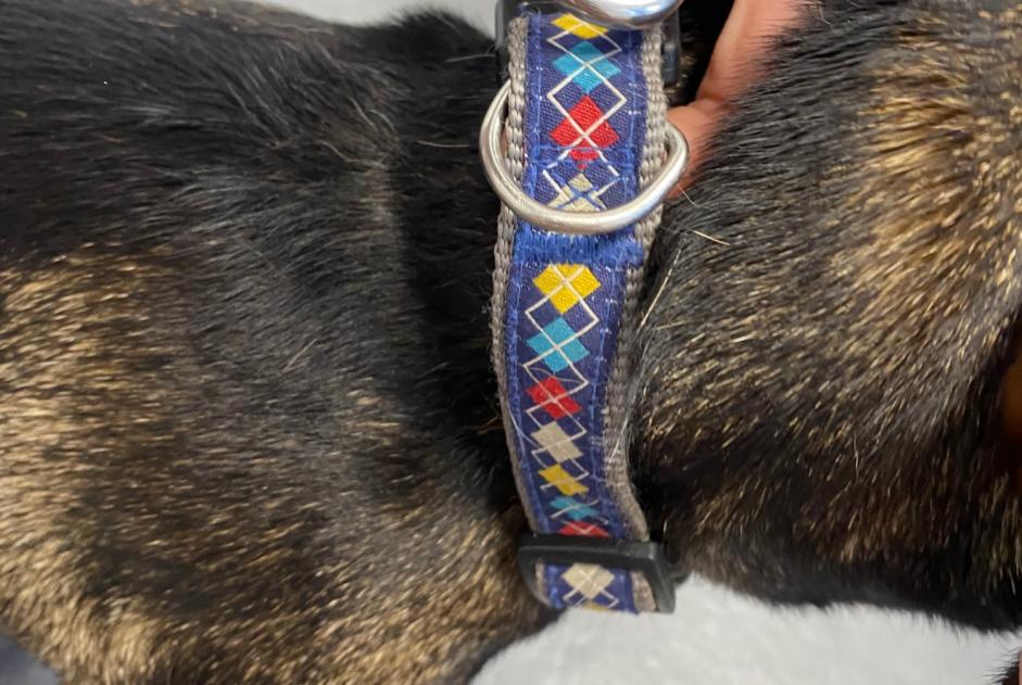 Ontdekkingsalarm Hond rassenvermenging  Vrouwtje Coti-Chiavari Frankrijk