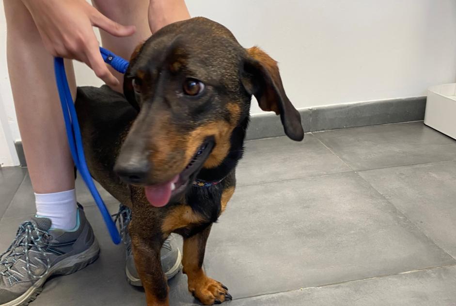Ontdekkingsalarm Hond rassenvermenging  Vrouwtje Coti-Chiavari Frankrijk