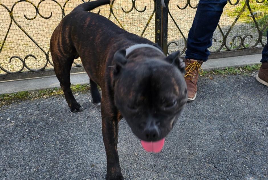 Ontdekkingsalarm Hond Mannetje Saint-André-les-Vergers Frankrijk