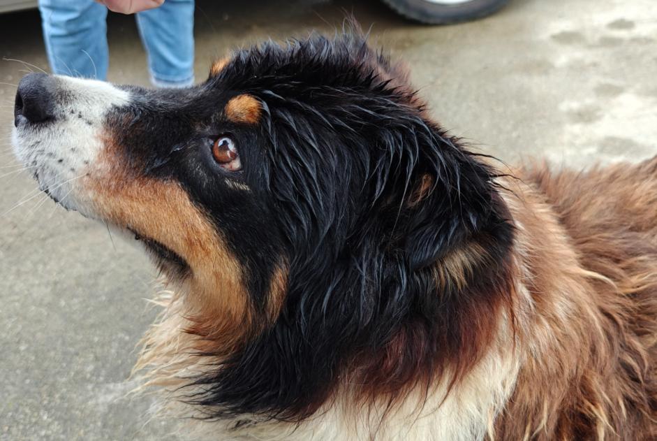 Ontdekkingsalarm Hond rassenvermenging  Vrouwtje Landudec Frankrijk