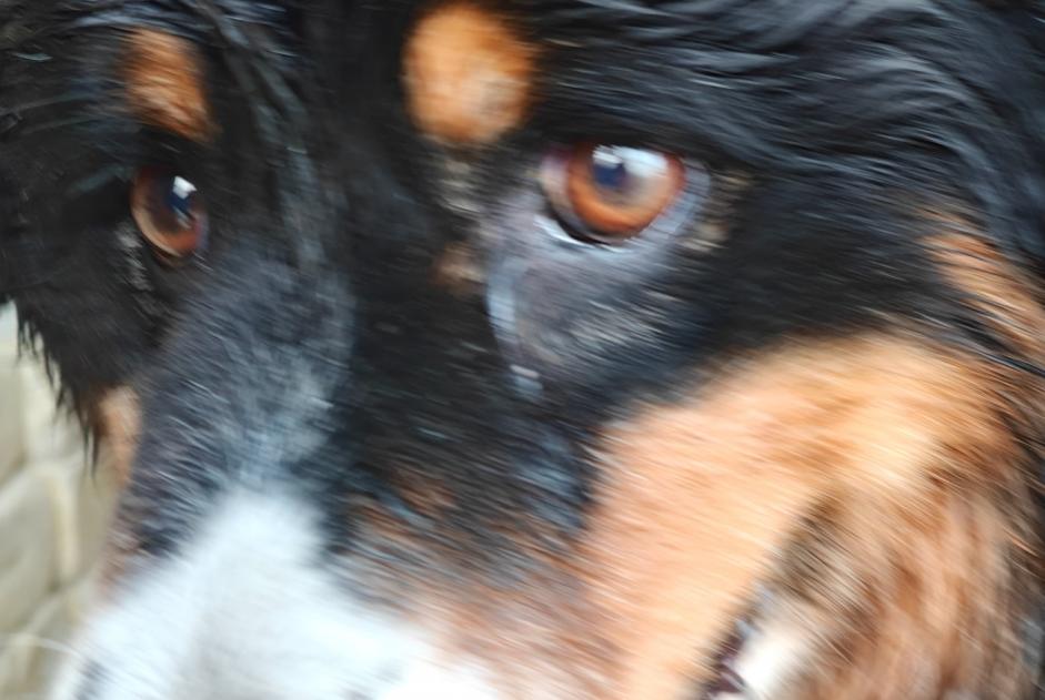 Ontdekkingsalarm Hond rassenvermenging  Vrouwtje Landudec Frankrijk