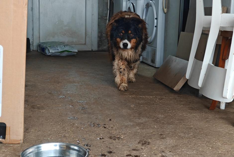 Ontdekkingsalarm Hond rassenvermenging  Vrouwtje Landudec Frankrijk