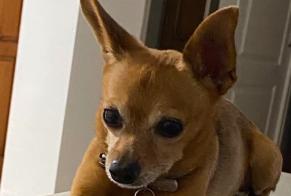 Verdwijningsalarm Hond  Mannetje , 12 jaar Petite-Île Frankrijk