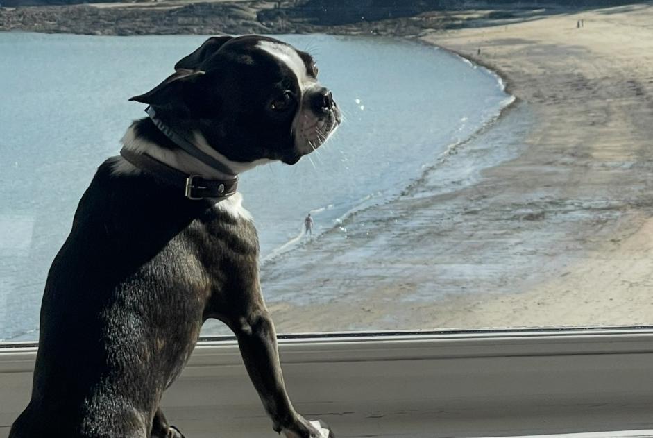 Verdwijningsalarm Hond  Mannetje , 6 jaar Saint-Aubin-du-Cormier Frankrijk