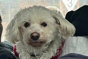 Verdwijningsalarm Hond  Vrouwtje , 13 jaar Paris Frankrijk