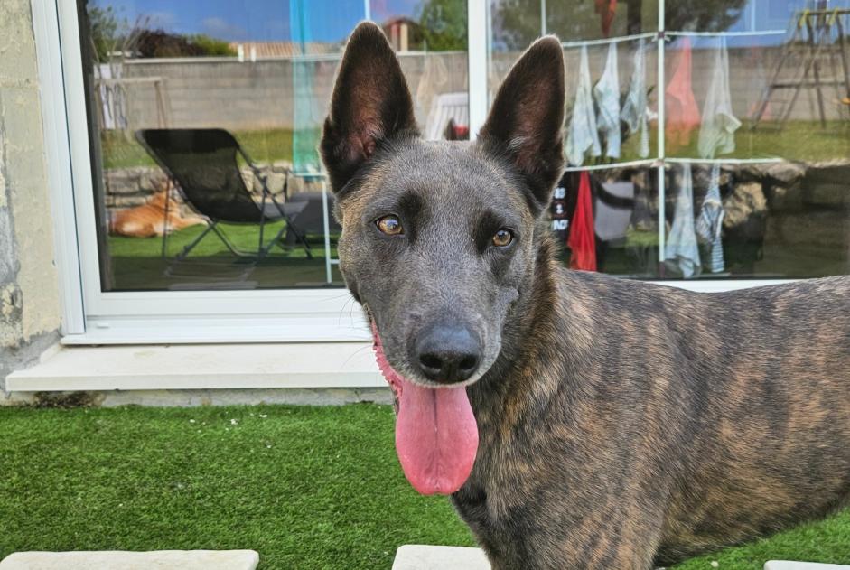 Verdwijningsalarm Hond  Vrouwtje , 4 jaar Le Tâtre Frankrijk