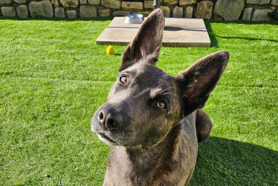 Verdwijningsalarm Hond  Vrouwtje , 4 jaar Le Tâtre Frankrijk