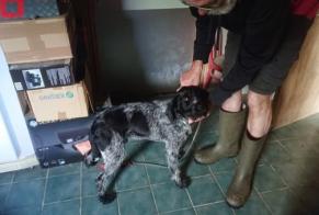 Ontdekkingsalarm Hond  Vrouwtje Saint-Servais Frankrijk