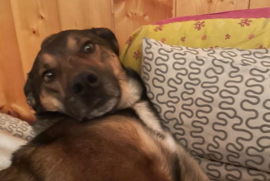 Verdwijningsalarm Hond rassenvermenging  Mannetje , 10 jaar Verson Frankrijk