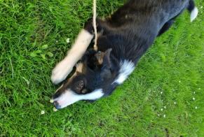 Ontdekkingsalarm Hond  Vrouwtje Hasparren Frankrijk