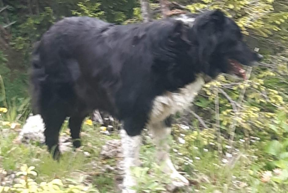 Verdwijningsalarm Hond  Vrouwtje , 13 jaar Bernex Frankrijk