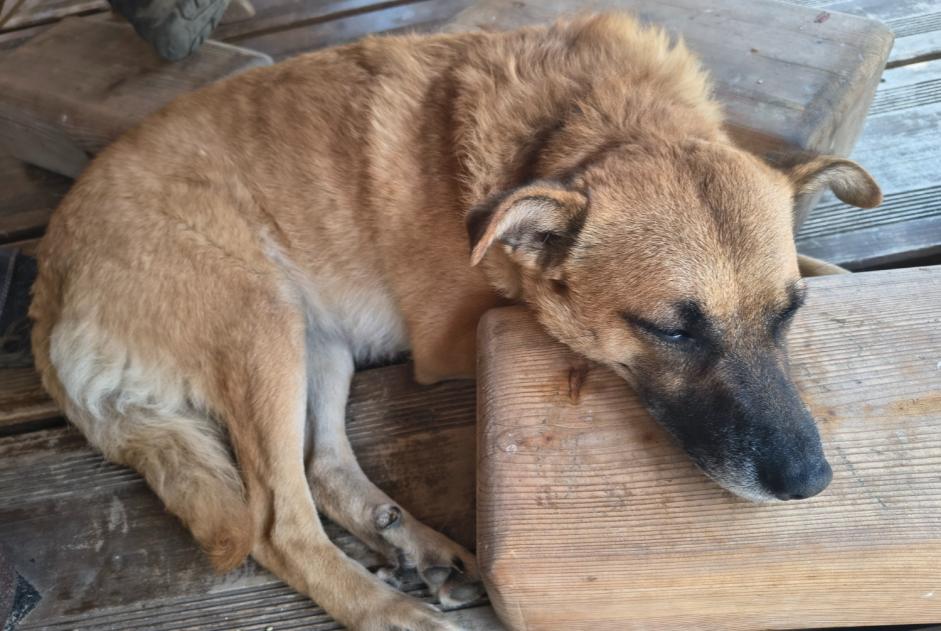 Verdwijningsalarm Hond Vrouwtje , 3 jaar Ballaigues Zwitserland