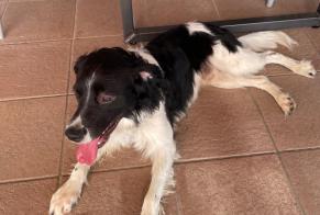 Ontdekkingsalarm Hond Mannetje , 3 jaar Saint-Pierremont Frankrijk