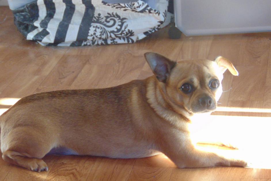 Verdwijningsalarm Hond  Mannetje , 8 jaar Goven Frankrijk