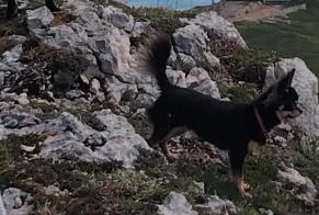 Verdwijningsalarm Hond  Vrouwtje , 2 jaar Belleydoux Frankrijk