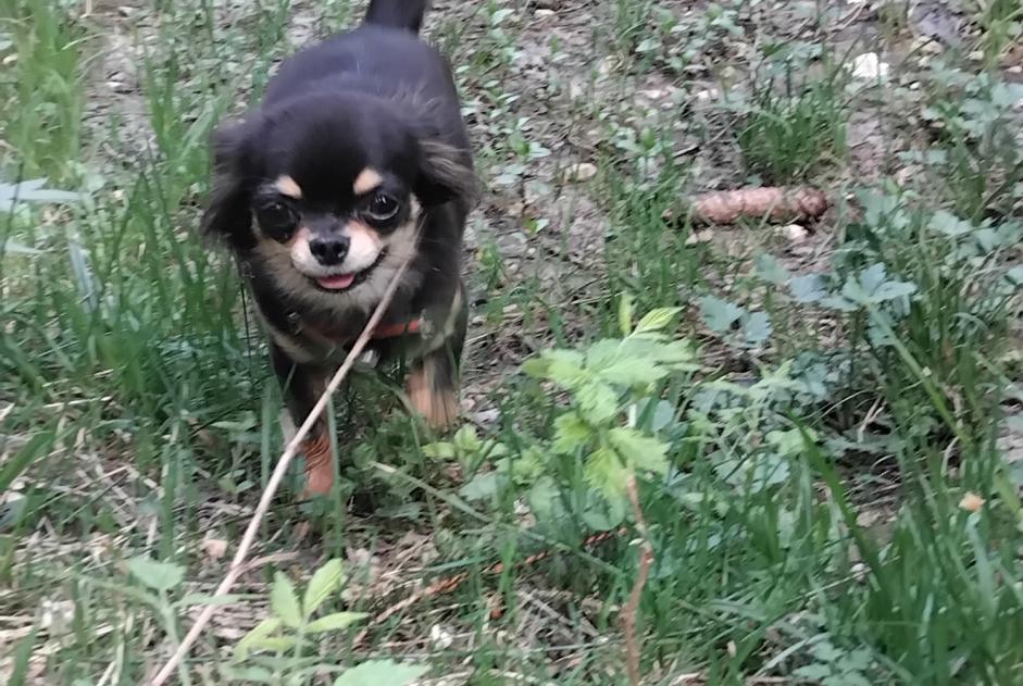 Verdwijningsalarm Hond  Vrouwtje , 2 jaar Belleydoux Frankrijk