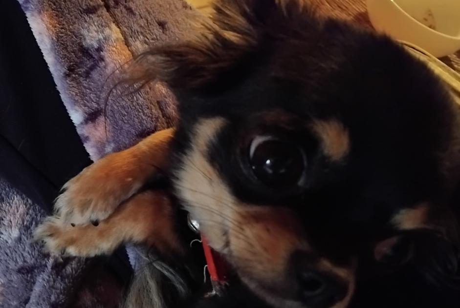 Verdwijningsalarm Hond  Vrouwtje , 2 jaar Belleydoux Frankrijk