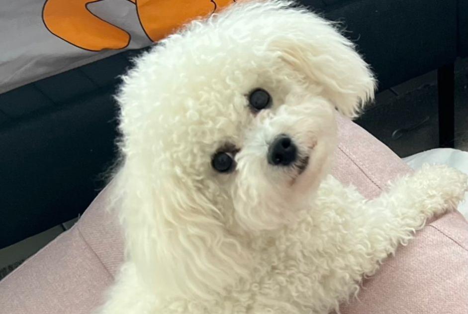 Verdwijningsalarm Hond  Mannetje , 1 jaar Nice Frankrijk