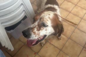 Ontdekkingsalarm Hond  Mannetje Le Pont-de-Claix Frankrijk