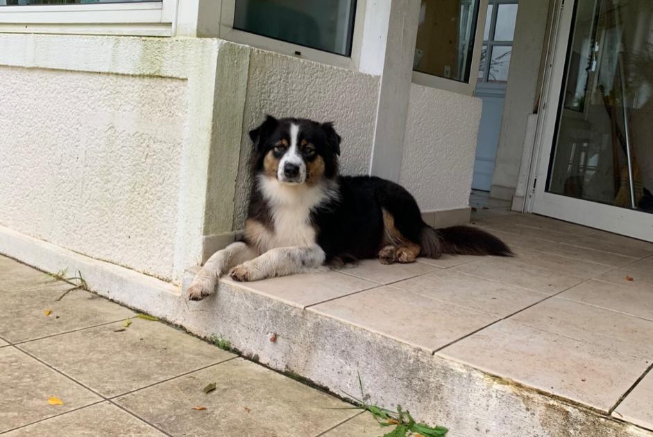 Verdwijningsalarm Hond  Vrouwtje , 7 jaar Brocas Frankrijk