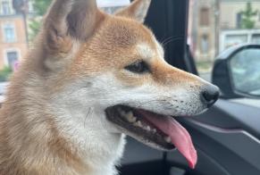 Ontdekkingsalarm Hond  Onbekend Argentonnay Frankrijk