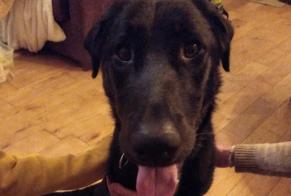 Ontdekkingsalarm Hond rassenvermenging  Vrouwtje Saint-Symphorien-sur-Coise Frankrijk