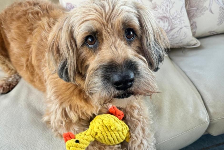 Verdwijningsalarm Hond  Mannetje , 10 jaar Le Tignet Frankrijk