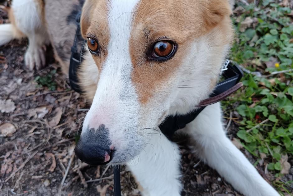 Verdwijningsalarm Hond rassenvermenging  Mannetje , 3 jaar Saint-Pierre-la-Bourlhonne Frankrijk