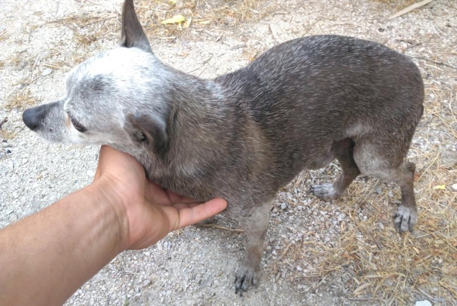 Ontdekkingsalarm Hond  Mannetje , 8 jaar Sorgues Frankrijk