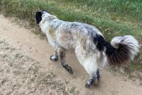 Ontdekkingsalarm Hond rassenvermenging  Onbekend Surtainville Frankrijk