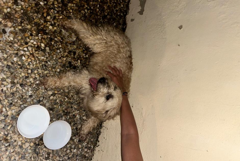 Ontdekkingsalarm Hond rassenvermenging  Vrouwtje , 5 jaar Eymet Frankrijk