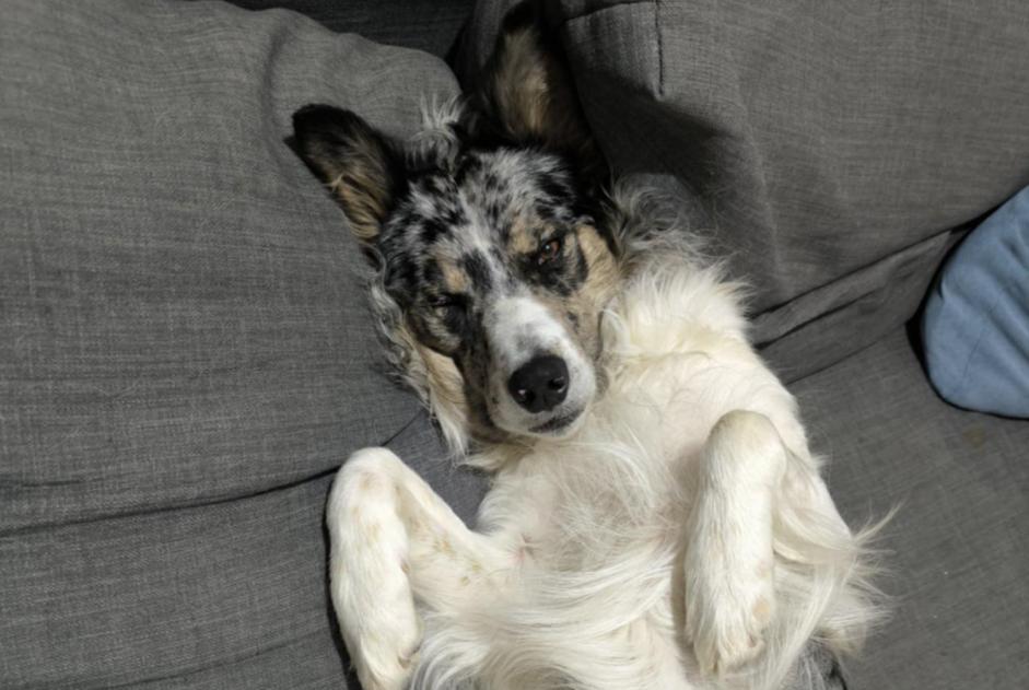 Verdwijningsalarm Hond rassenvermenging  Mannetje , 2 jaar Vaulx-en-Velin Frankrijk